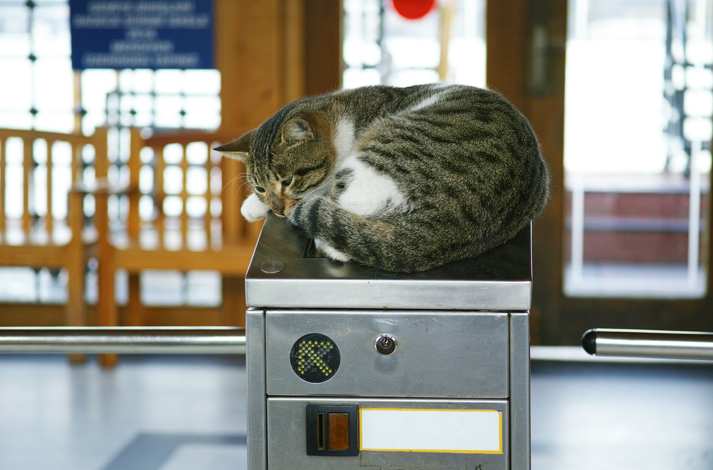 Distributore Automatico di Snack per Cani e Gatti – Programmabile e Intelligente