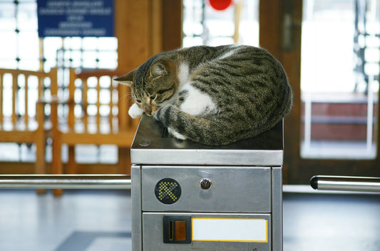 Distributore Automatico di Snack per Cani e Gatti – Programmabile e Intelligente