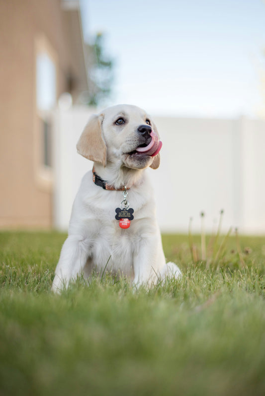 Collare LED per Cani – Sicurezza Notturna Ricaricabile